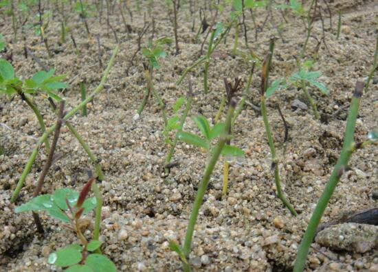 月季花的扦插办法，5个步骤手把手教你如何扦插月季花