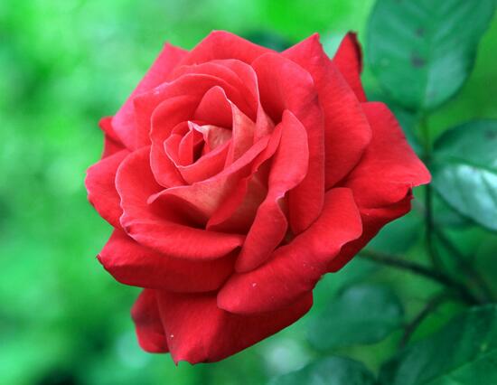 月季花什么时候扦插，月季花的扦插办法(3种)