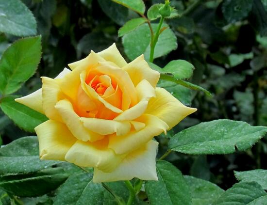 月季花什么时候扦插，月季花的扦插办法(3种)