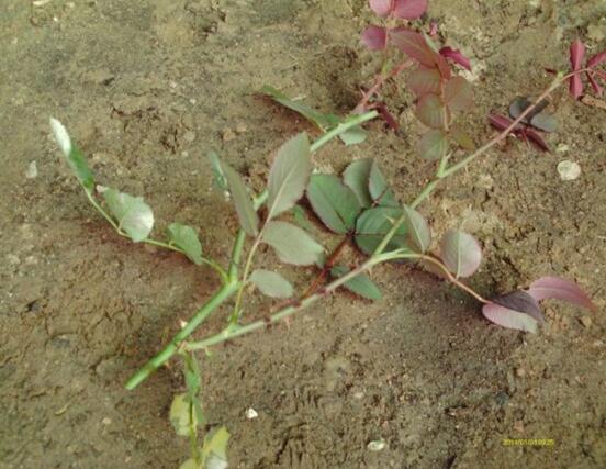 月季花什么时候扦插，月季花的扦插办法(3种)