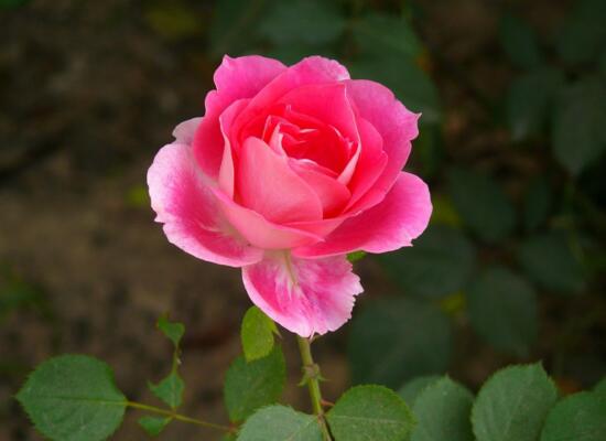 月季花什么时候扦插，月季花的扦插办法(3种)