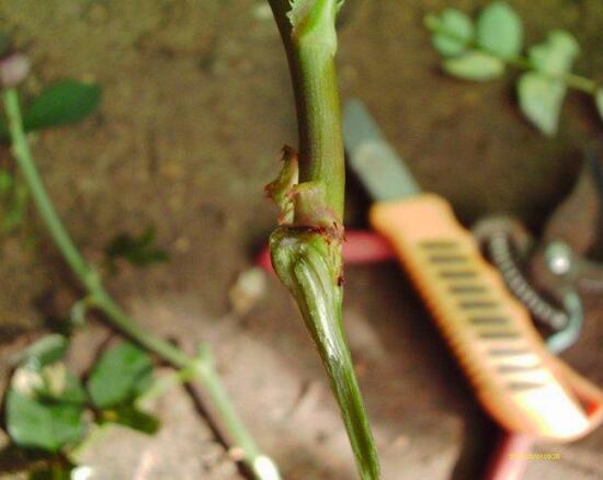 月季花什么时候扦插，月季花的扦插办法(3种)