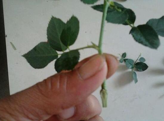 月季花什么时候扦插，月季花的扦插办法(3种)