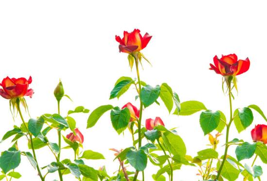 月季花什么时候扦插，月季花的扦插办法(3种)