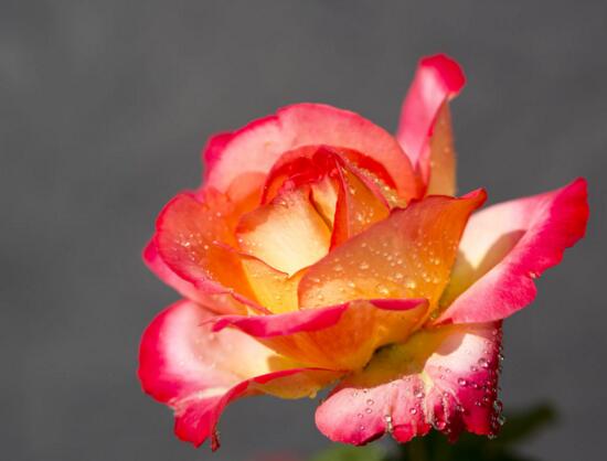 月季花什么时候扦插，月季花的扦插办法(3种)