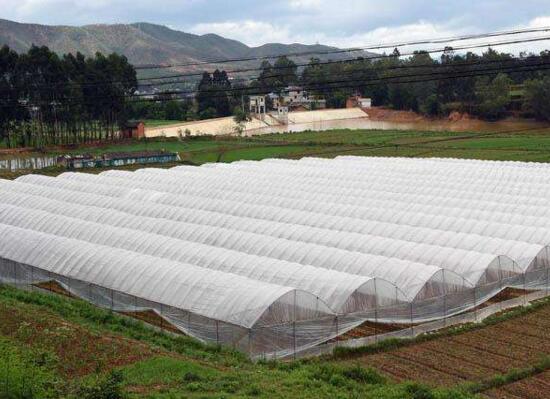 月季花什么时候扦插，月季花的扦插办法(3种)