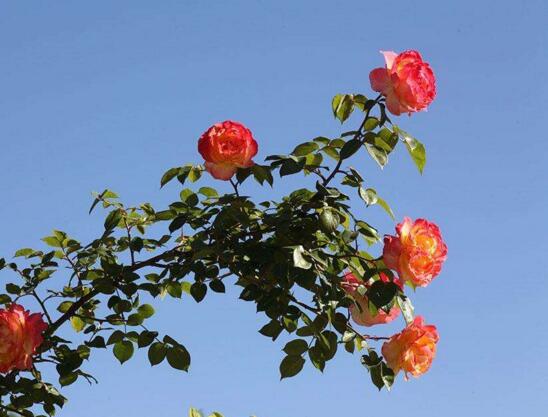 月季花什么时候扦插，月季花的扦插办法(3种)