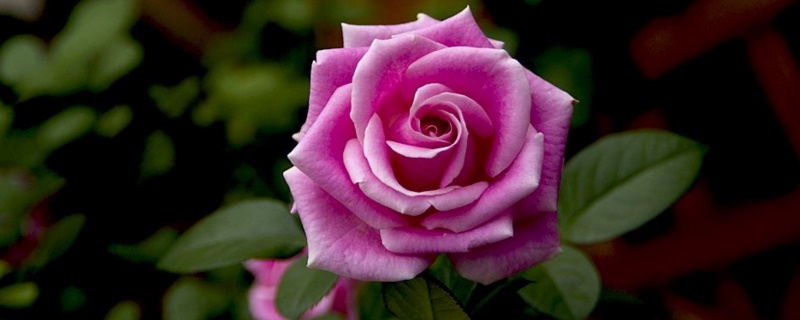 玫瑰花如何才能插活