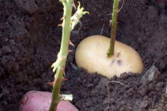 玫瑰花如何才能插活