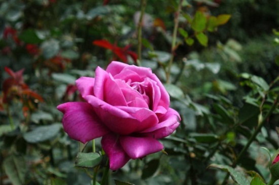 玫瑰花如何才能插活