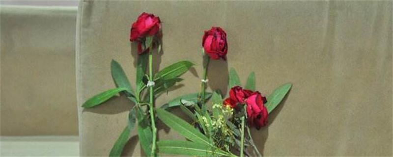 玫瑰花枯萎了如何利用