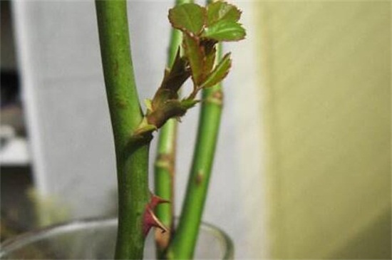 玫瑰花枯萎了如何利用