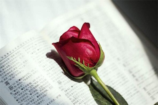 玫瑰花枯萎了如何利用