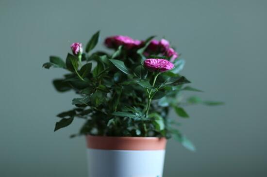 盆栽玫瑰花的种植办法