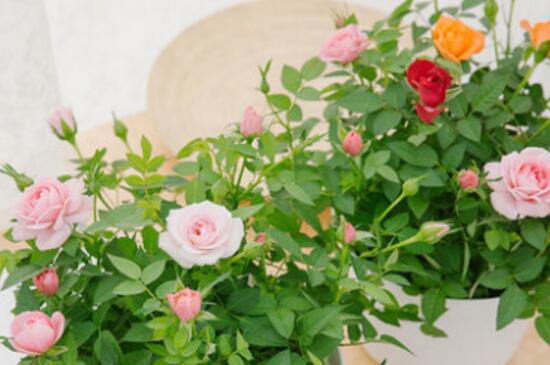 盆栽玫瑰花的种植办法