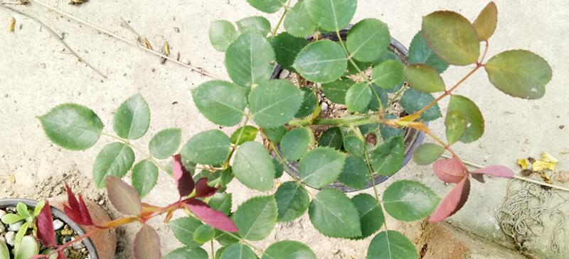 玫瑰花扦插繁殖办法