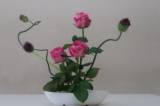 玫瑰花扦插繁殖办法