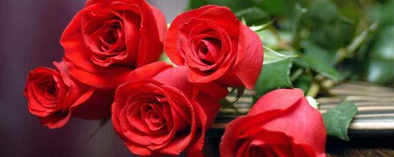 5支玫瑰花代表什么