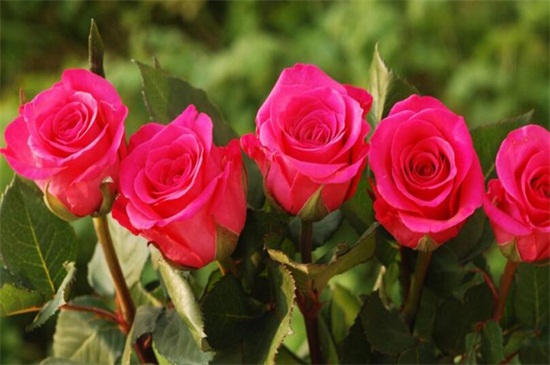 5支玫瑰花代表什么