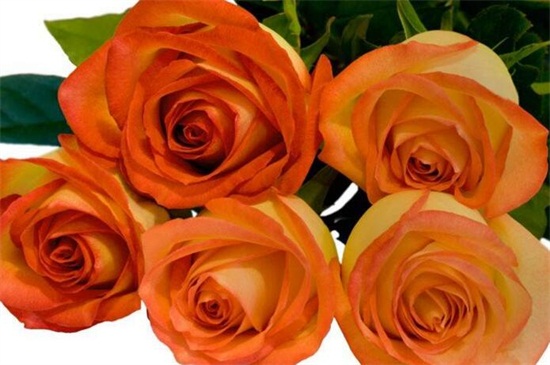 5支玫瑰花代表什么