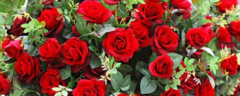 玫瑰花放在水里如何养