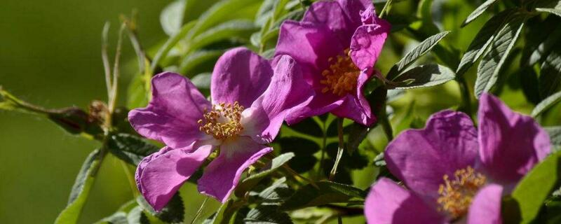 苦水玫瑰如何浇水