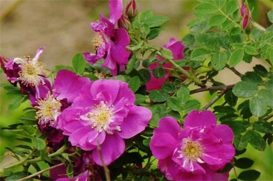 苦水玫瑰如何浇水