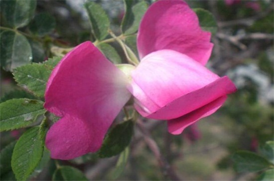 苦水玫瑰如何浇水