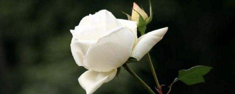 玫瑰花如何养可以花繁叶茂