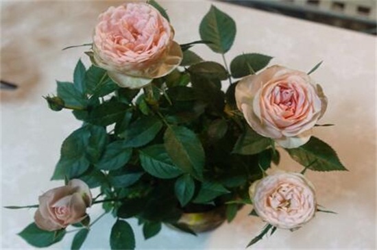 玫瑰花如何养可以花繁叶茂