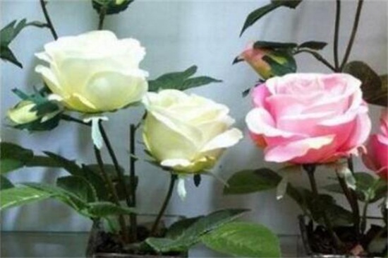 玫瑰花如何养可以花繁叶茂