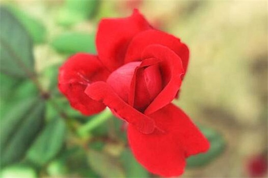 玫瑰花的冬季养护