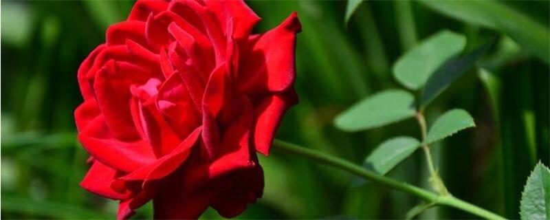 玫瑰花如何保存