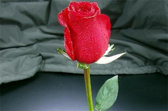 玫瑰花如何保存