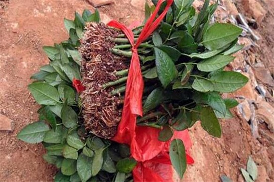 玫瑰花如何用芽嫁接