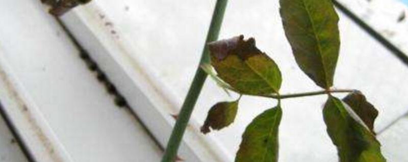 玫瑰叶子黄了如何办