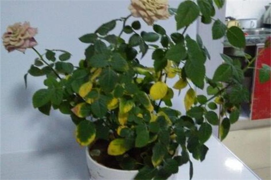 玫瑰叶子黄了如何办