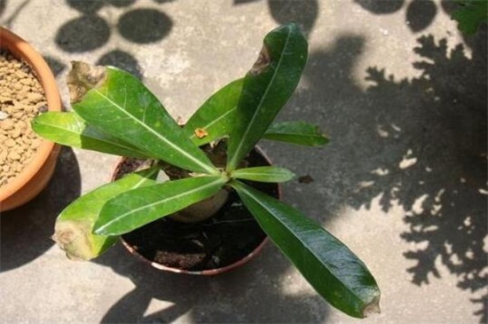 玫瑰叶子黄了如何办