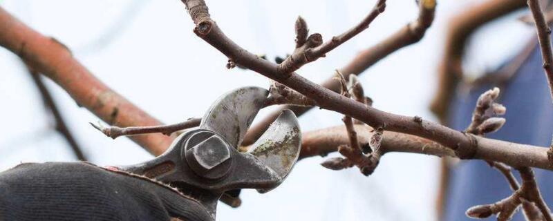玫瑰花树修剪办法及技术