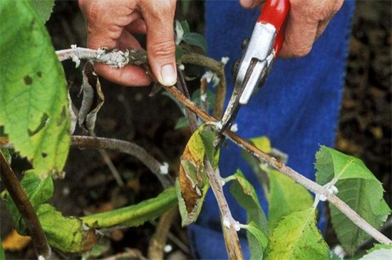 玫瑰花树修剪办法及技术
