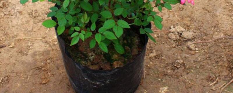 玫瑰不开花如何处理