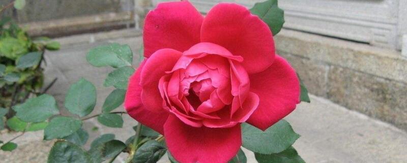 秋季如何种植玫瑰花