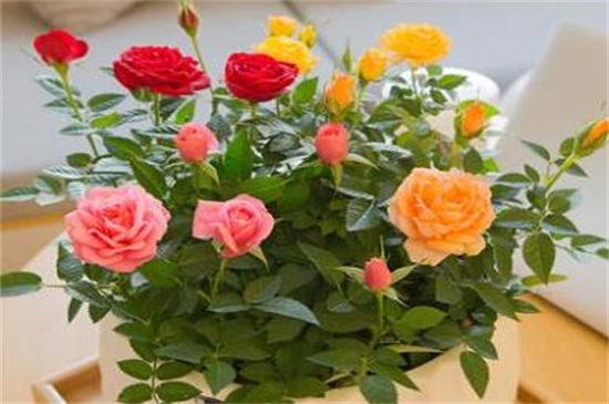 秋季如何种植玫瑰花