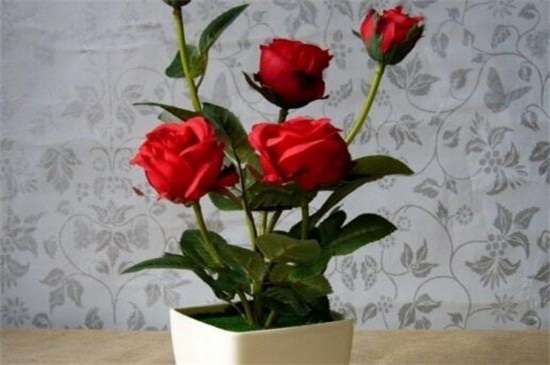 秋季如何种植玫瑰花