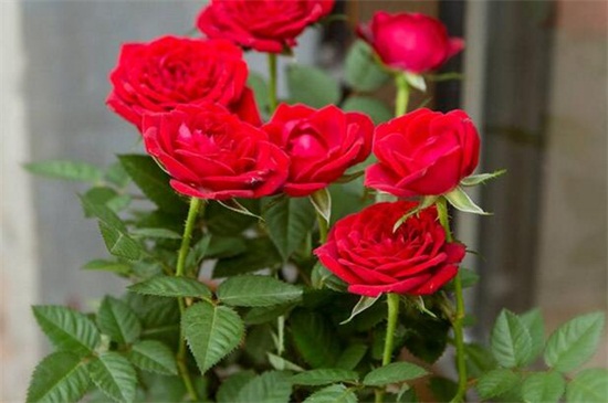 玫瑰花花期如何延长