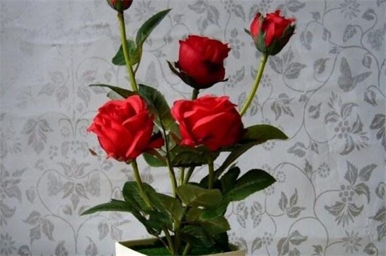 玫瑰花花期如何延长