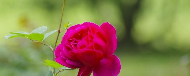 玫瑰花如何无土栽培