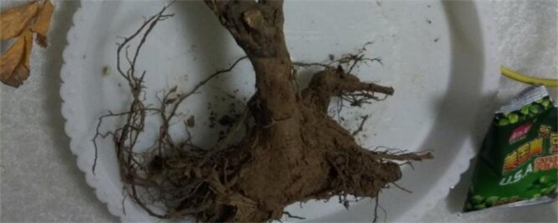 玫瑰烂根如何办