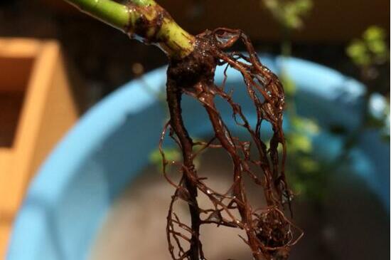 玫瑰烂根如何办