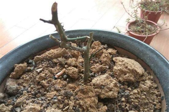 玫瑰烂根如何办